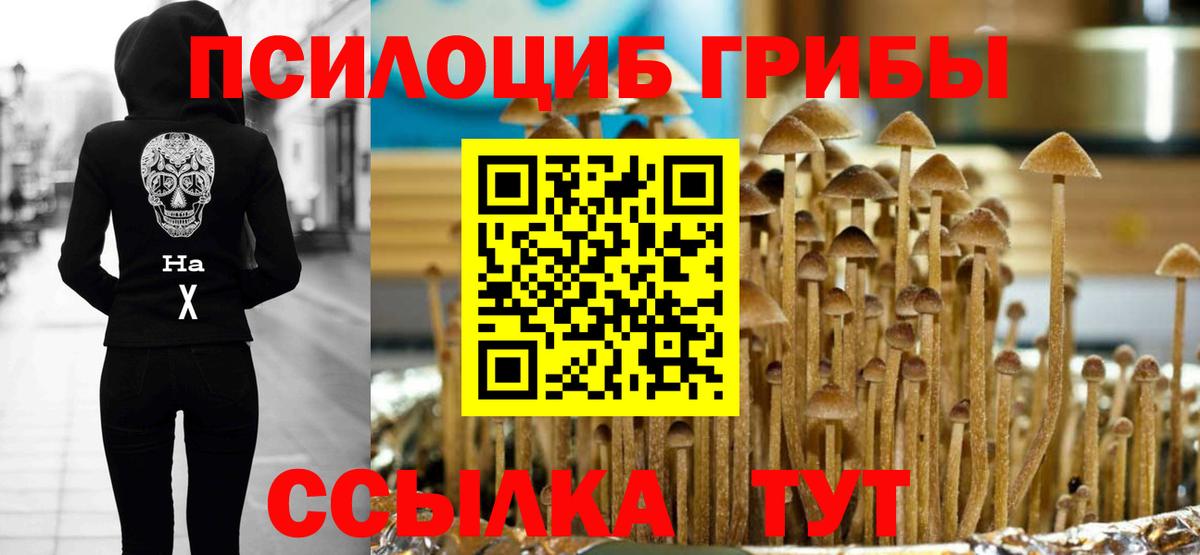 Псилоцибиновые грибы Psilocybe Сосновый Бор